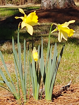 Daffodils in Spring